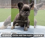 Small #7 French Bulldog