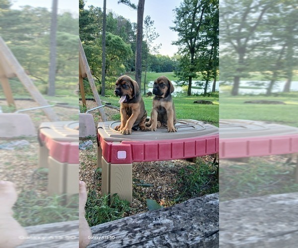 Medium Photo #3 Mastiff Puppy For Sale in BRANTLEY, AL, USA