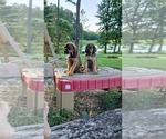 Small #2 Mastiff