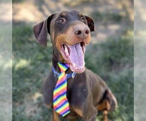 Doberman Pinscher Dogs for adoption in Modesto, CA, USA