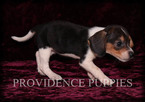 Small Photo #13 Beagle Puppy For Sale in COPPOCK, IA, USA