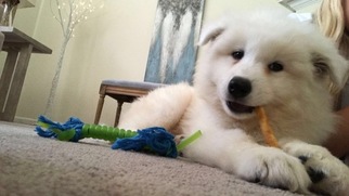 Samoyed Puppy for sale in GROVER, NC, USA