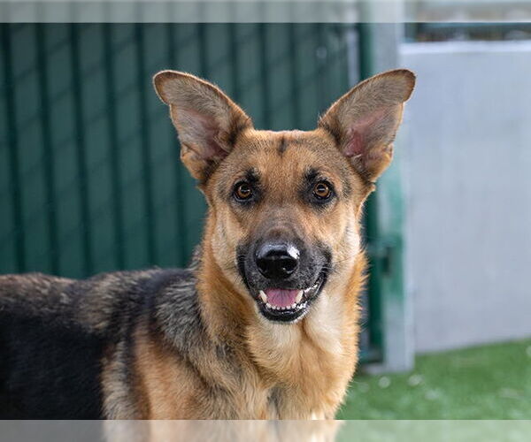 Medium Photo #2 German Shepherd Dog Puppy For Sale in Pasadena, CA, USA