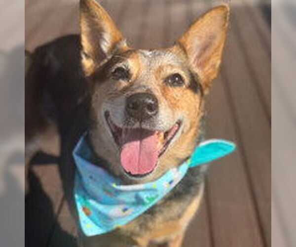 Medium Photo #1 Mutt Puppy For Sale in Salinas, CA, USA