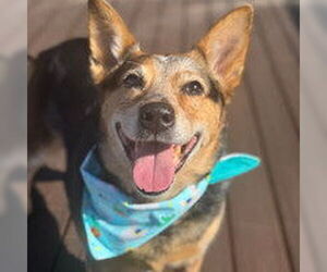 Mutt Dogs for adoption in Salinas, CA, USA