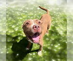 Small #4 American Pit Bull Terrier