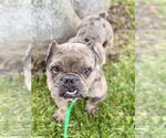 Small #4 Free-Lance Bulldog