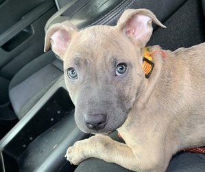 American Pit Bull Terrier Puppy for sale in SEATAC, WA, USA