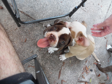 Medium Photo #1 Alapaha Blue Blood Bulldog Puppy For Sale in TAMPA, FL, USA