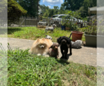 Small #2 Poodle (Miniature)