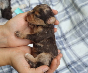 Medium Cavapoo