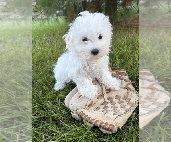 Medium Photo #4 Maltese Puppy For Sale in MIDDLEBURY, IN, USA