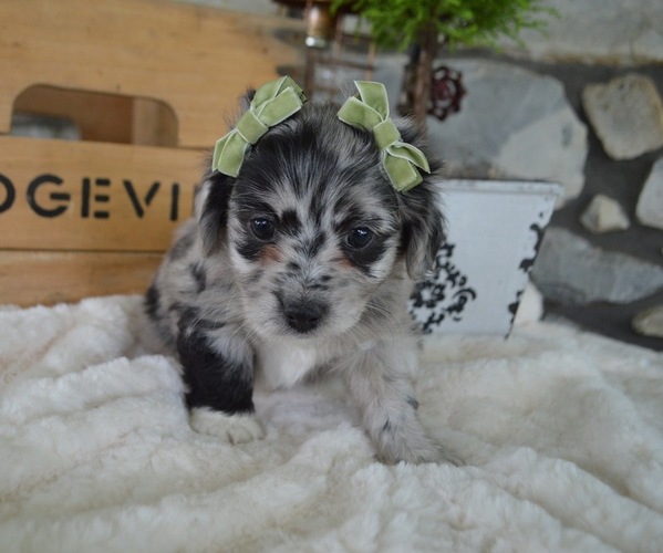 Medium Photo #6 F2 Aussiedoodle Puppy For Sale in HONEY BROOK, PA, USA