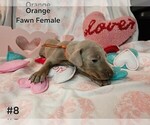 Image preview for Ad Listing. Nickname: Orange collar
