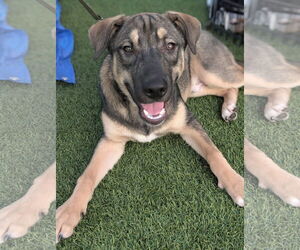 Huskies -Unknown Mix Dogs for adoption in Holly Springs, NC, USA