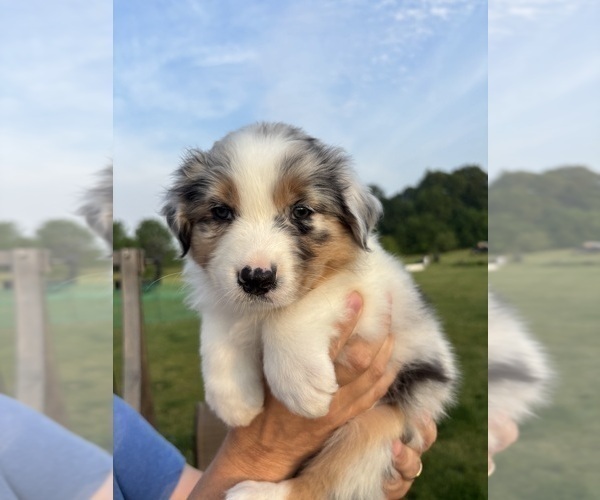 Medium Photo #8 Australian Shepherd Puppy For Sale in NILES, MI, USA
