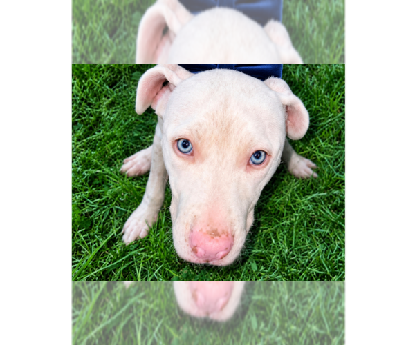 Medium Photo #13 American Pit Bull Terrier-Unknown Mix Puppy For Sale in New York, NY, USA