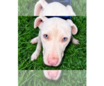 Small #12 American Pit Bull Terrier Mix