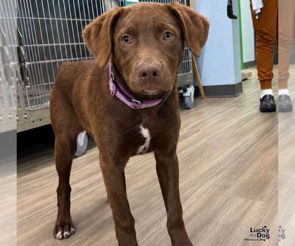 Medium Photo #1 Labrador Retriever-Unknown Mix Puppy For Sale in Washington, DC, USA