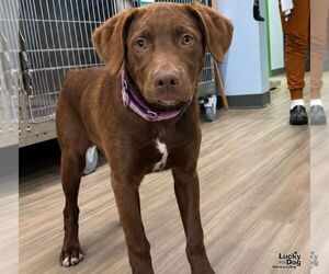 Cheech - Male Labrador Retriever-Unknown Mix Dog for Adoption