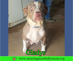 Gladys - Female Australian Shepherd-Unknown Mix Dog for Adoption - Small photo