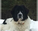 Small #1 Saint Bernard Mix