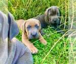 Puppy Nike Cane Corso