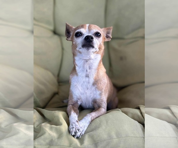 Medium Photo #2 Chipin Puppy For Sale in Princeton, MN, USA