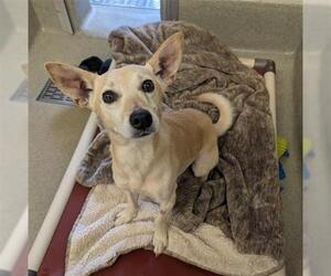 Chihuahua Dogs for adoption in San Martin, CA, USA