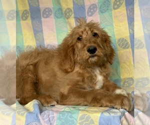 Goldendoodle Puppy for sale in LANCASTER, PA, USA