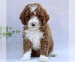 Small Goldendoodle (Miniature)