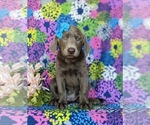 Small Photo #2 Labrador Retriever Puppy For Sale in NOTTINGHAM, PA, USA
