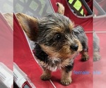 Small #3 Yorkshire Terrier