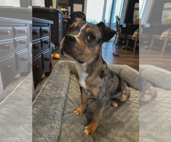 Medium Photo #5 Mutt Puppy For Sale in St. Louis Park, MN, USA