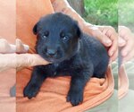Small Photo #5 German Shepherd Dog Puppy For Sale in KANSAS CITY, MO, USA