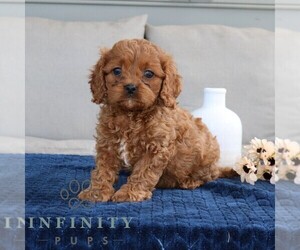 Cavapoo Puppy for sale in EPHRATA, PA, USA