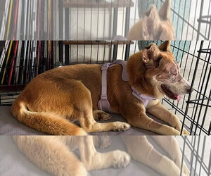 Siberian Husky-Unknown Mix Dogs for adoption in Omaha, NE, USA