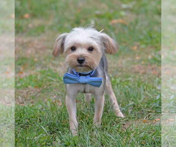 Medium Photo #2 Mutt Puppy For Sale in Gretna, NE, USA