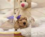 Small Photo #17 Golden Retriever Puppy For Sale in ORLANDO, FL, USA
