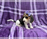 Small #7 Beagle