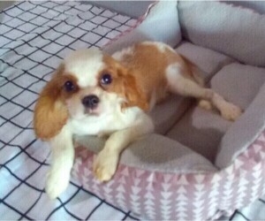 Cavalier King Charles Spaniel Puppy for sale in FREDERICKSBURG, OH, USA