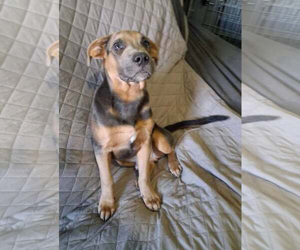 Medium Photo #1 Mutt Puppy For Sale in Martinsburg, WV, USA