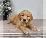 Small #3 Golden Retriever