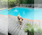 Small #2 German Shepherd Dog