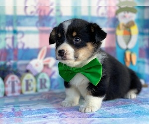 Pembroke Welsh Corgi Puppy for sale in LANCASTER, PA, USA