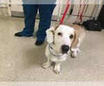 Small Bassetdor