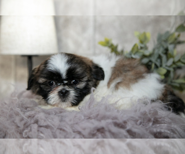 Medium Photo #2 Shih Tzu Puppy For Sale in CLARE, MI, USA