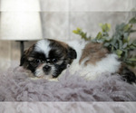 Small #1 Shih Tzu