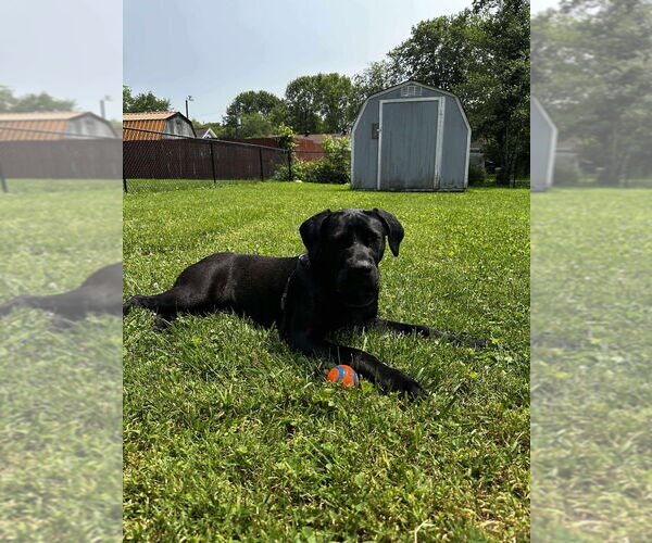 Medium Photo #2 Mutt Puppy For Sale in Cromwell, KY, USA