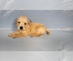 Puppy Stripe Golden Retriever